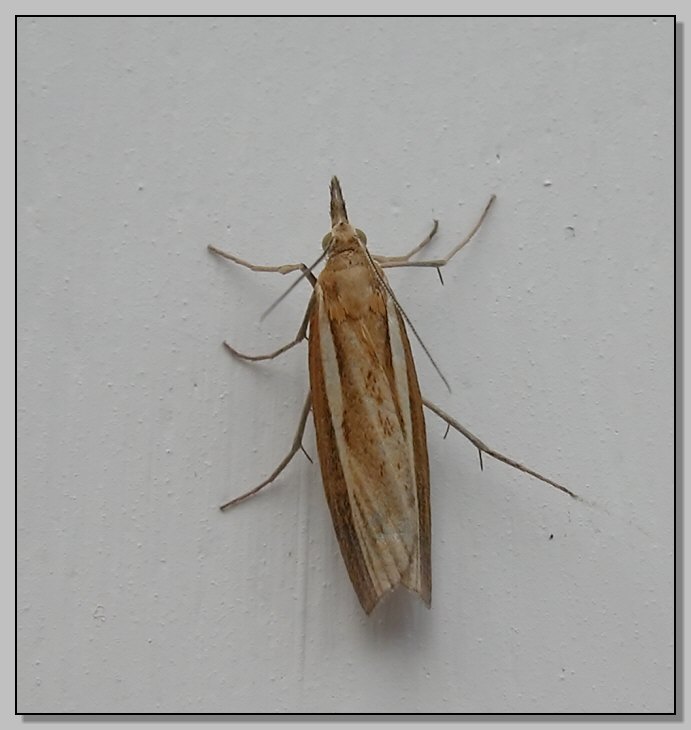 Agriphila tristella : falena celtica