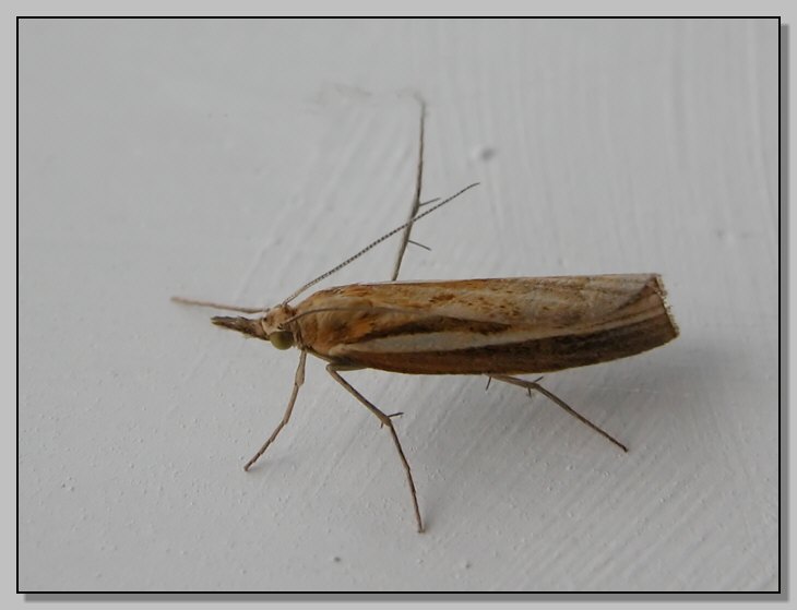 Agriphila tristella : falena celtica