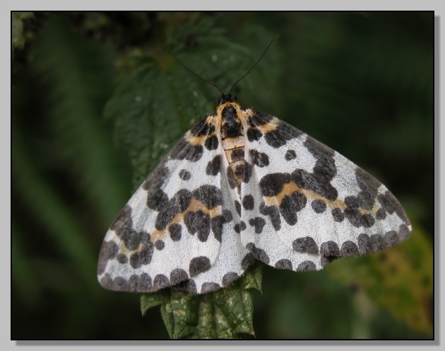 Abraxas grossulariata e bruco di Euthrix potatoria