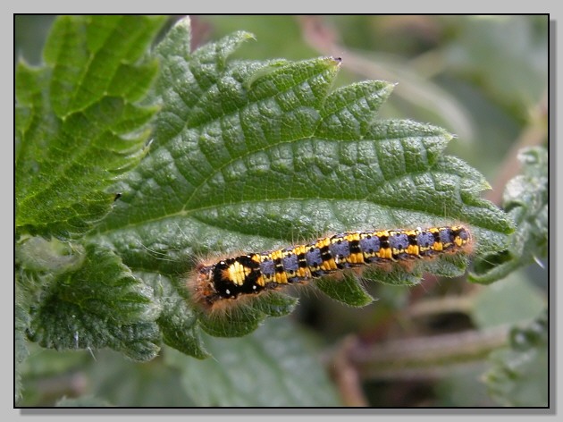 Abraxas grossulariata e bruco di Euthrix potatoria