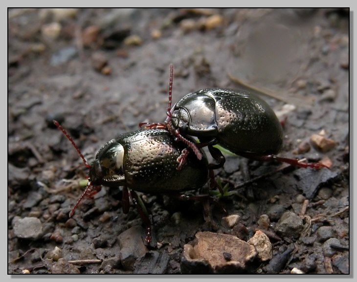 Chrysolina bankii, C. lutea e C. graminis