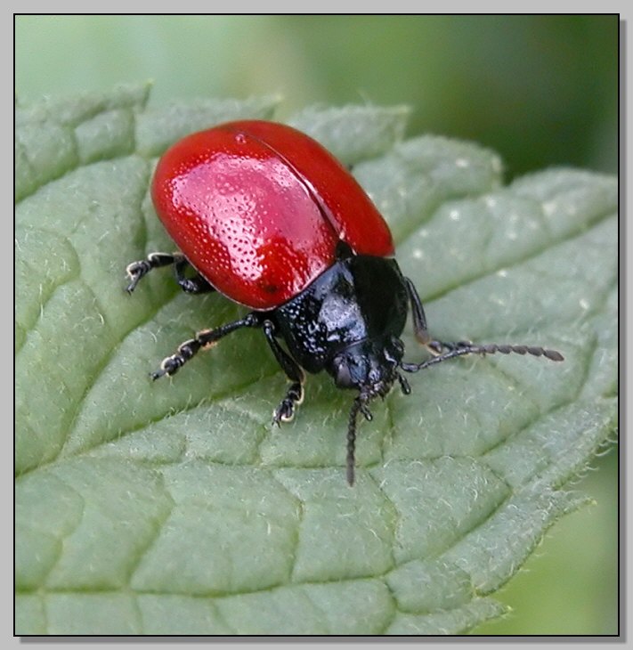 Chrysolina bankii, C. lutea e C. graminis