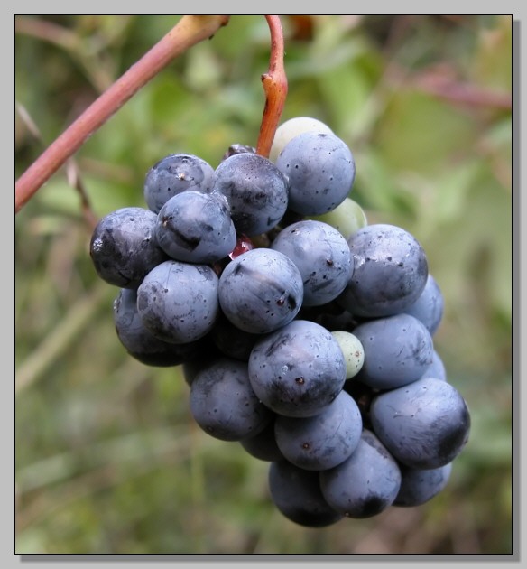 Vitis vinifera