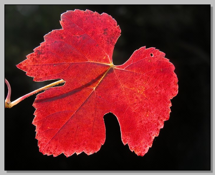 Vitis vinifera