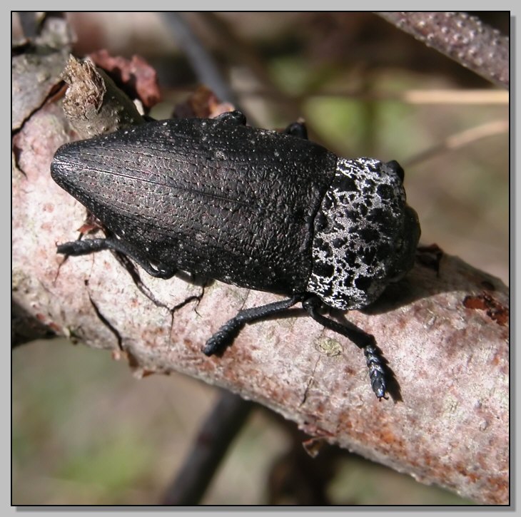 Capnodis tenebrionis (Coleoptera, Buprestidae)