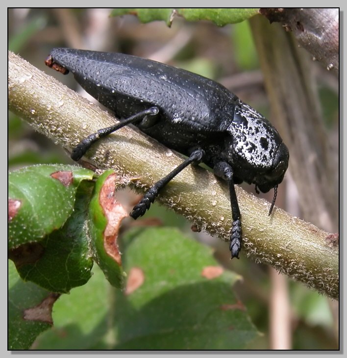 Capnodis tenebrionis (Coleoptera, Buprestidae)