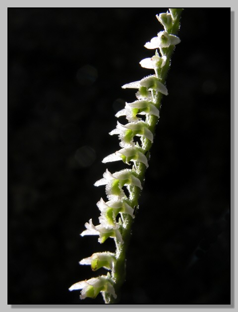 Spiranthes spiralis