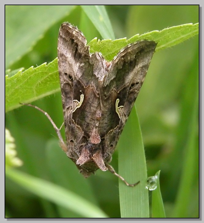 Bruco (Helicoverpa armigera) e falena (Autographa gamma)