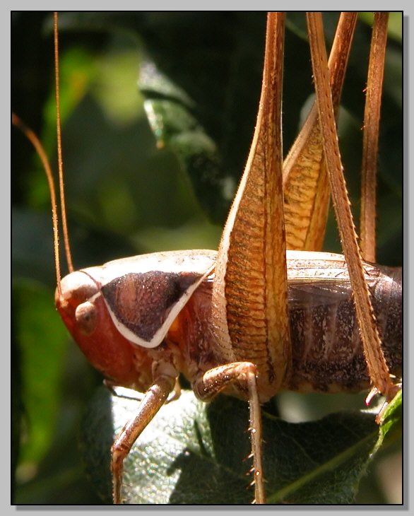 Dictyophara europaea e Sepiana sepium