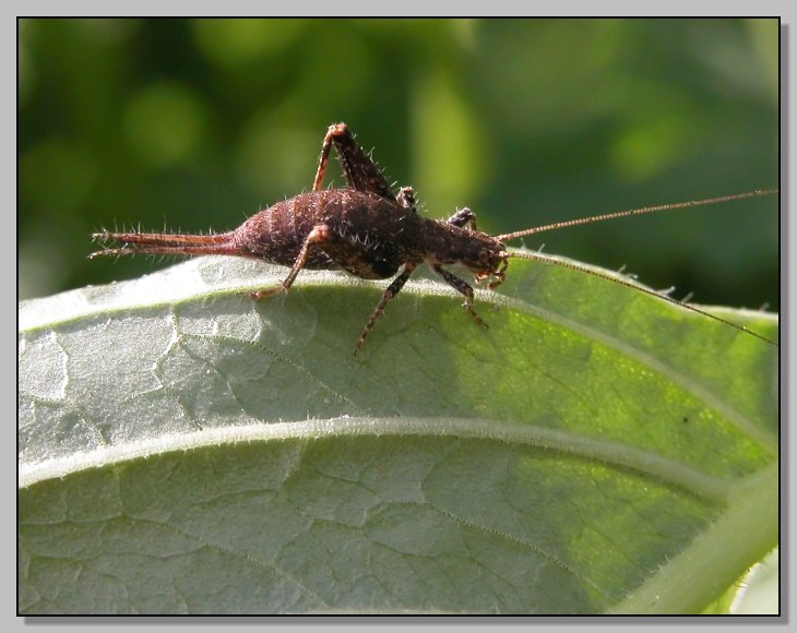 Arachnocephalus vestitus