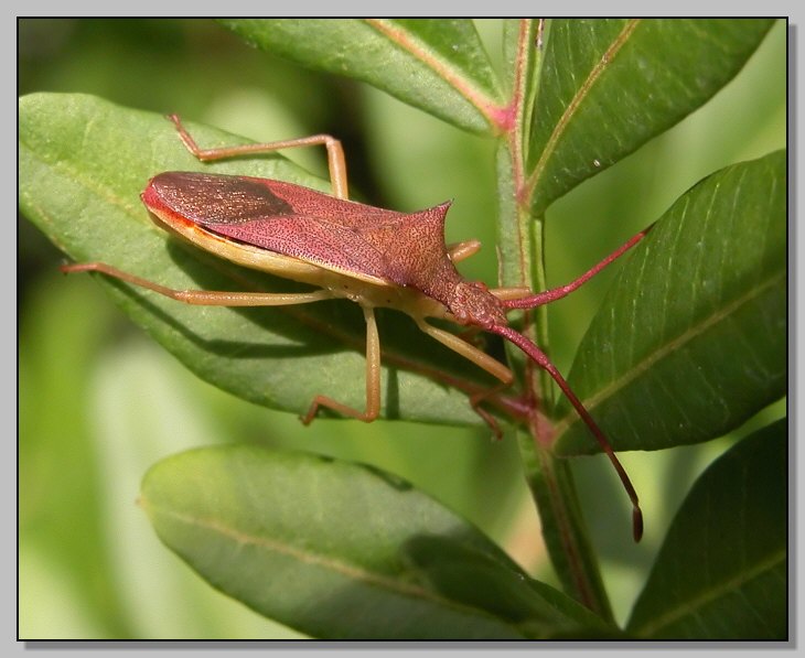 Gonocerus insidiator e Hispella testacea