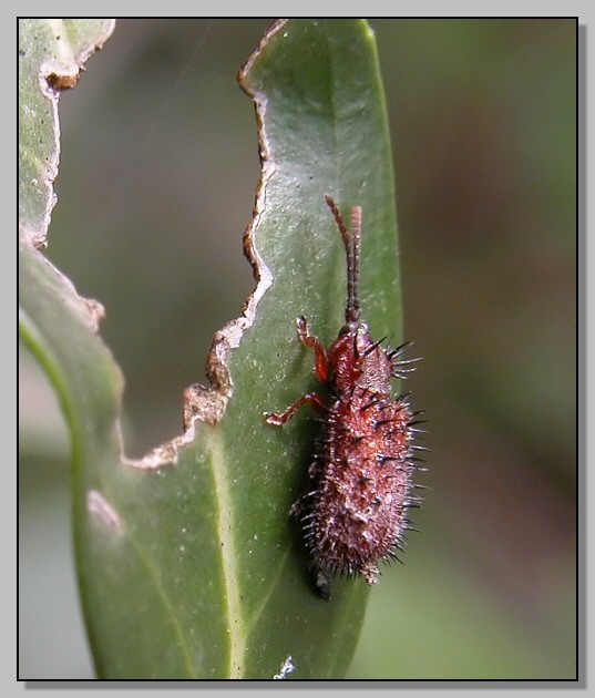 Gonocerus insidiator e Hispella testacea