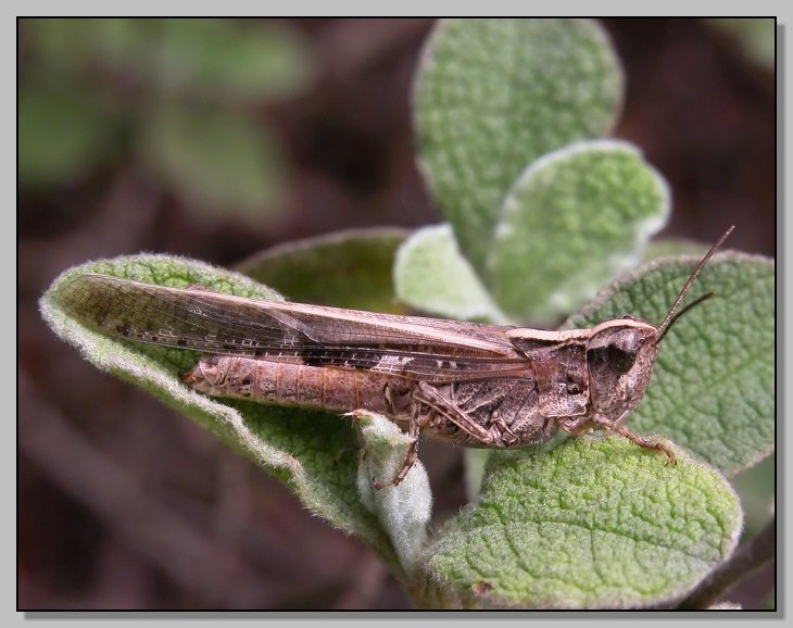 Dysauxes famula e Aiolopus thalassinus