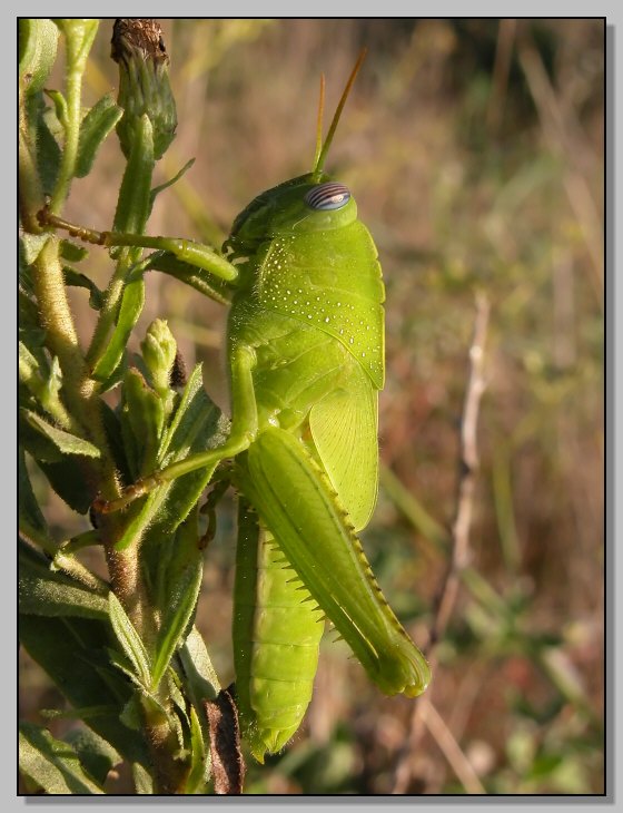 Il fotogenico Anacridium aegyptium baby