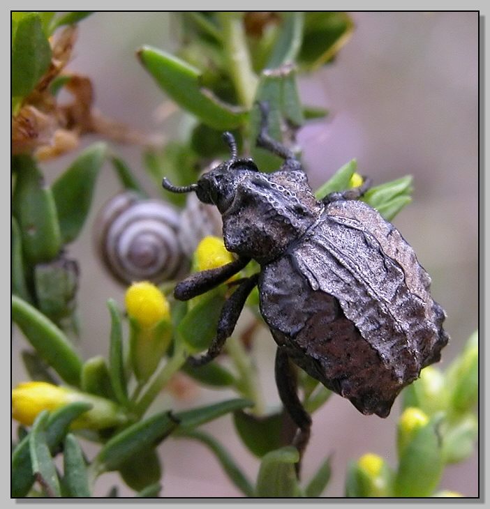 Coleottero ruvido: Brachycerus undatus