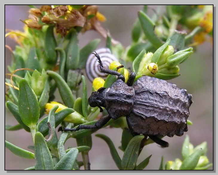 Coleottero ruvido: Brachycerus undatus