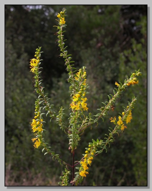 Odontites luteus / Perlina gialla