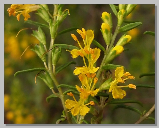 Odontites luteus / Perlina gialla