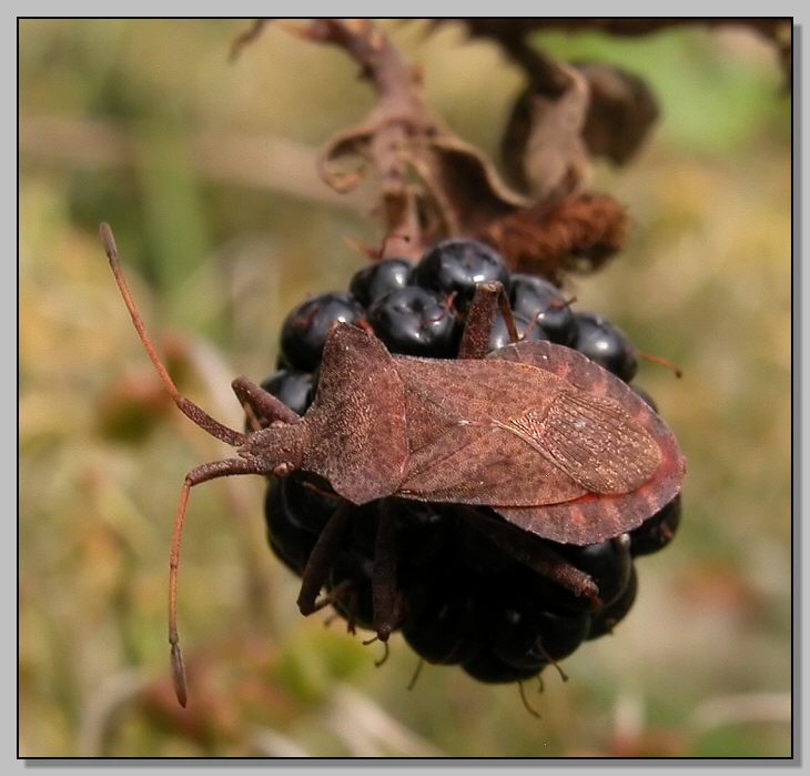 E'' MIO e non ti voglio (Coreus marginatus)