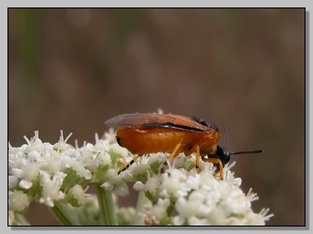 Tiphia femorata e un piccolo imenottero ignoto