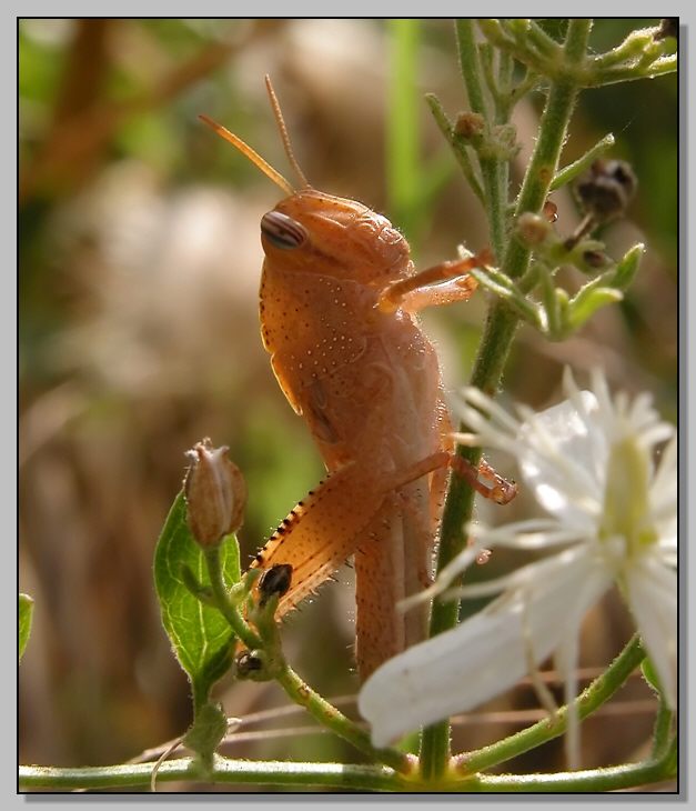 Il fotogenico Anacridium aegyptium baby