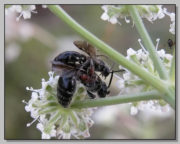 Tiphia femorata e un piccolo imenottero ignoto