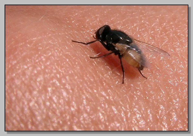 Mosche passeggeri (Musca vitripennis Meigen)