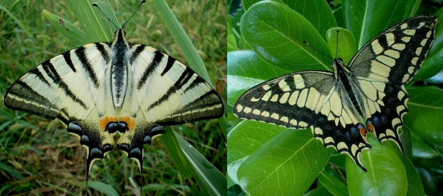 Papilio machaon e Iphiclides podalirius