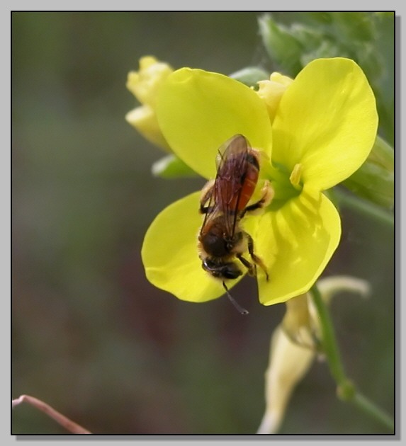 Tiphia femorata e un piccolo imenottero ignoto