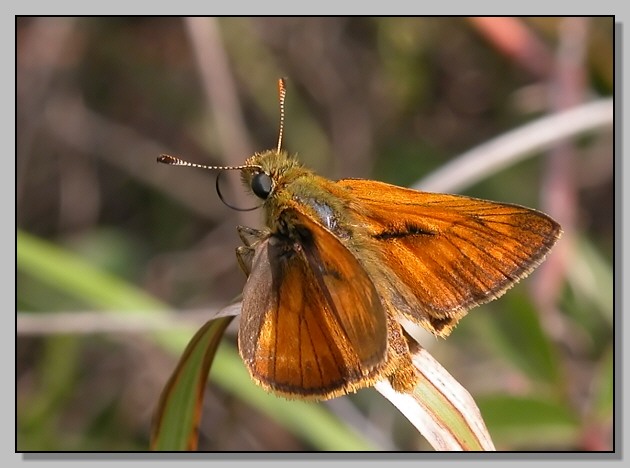 Ochlodes sylvanus