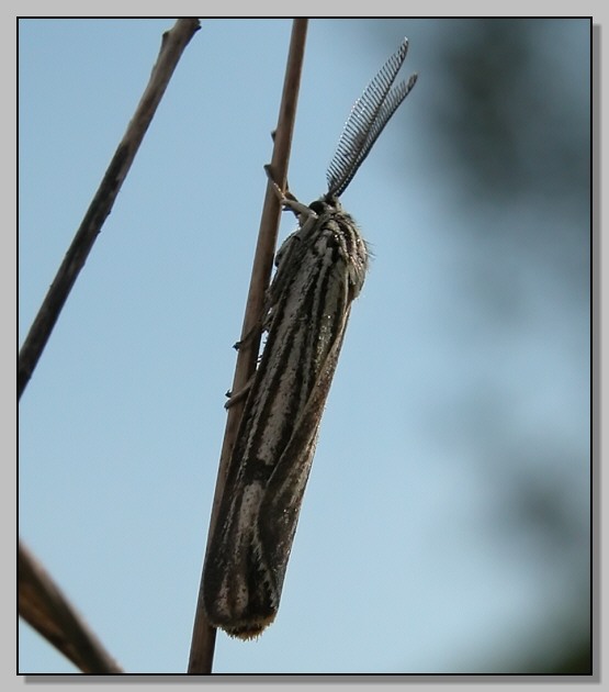 Coscinia striata e Autographa gamma