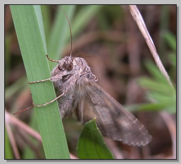 Coscinia striata e Autographa gamma