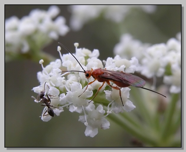 Dobbiamo stare vicini vicini (Braconidae?)