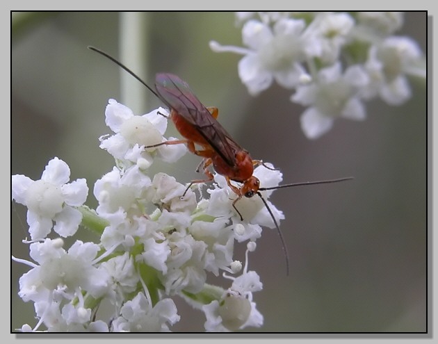 Dobbiamo stare vicini vicini (Braconidae?)