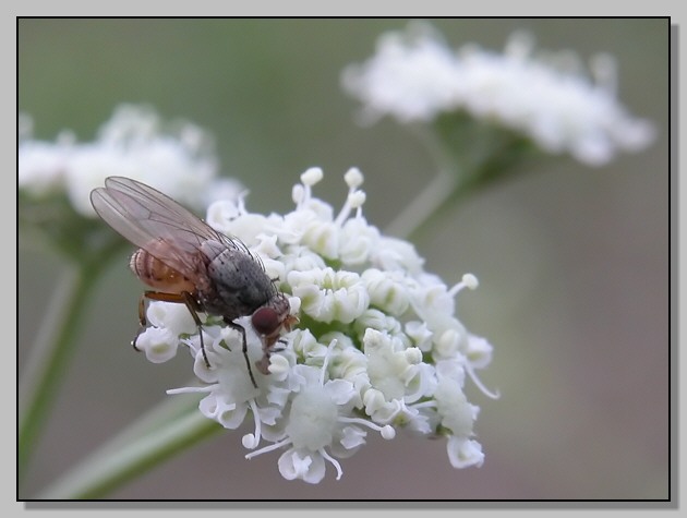 Minettia flaviventris, un nome grande per...