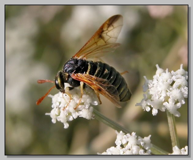 Imenottero dorato (Abia sericea)