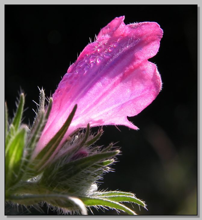 Echium sp. dopo la pioggia