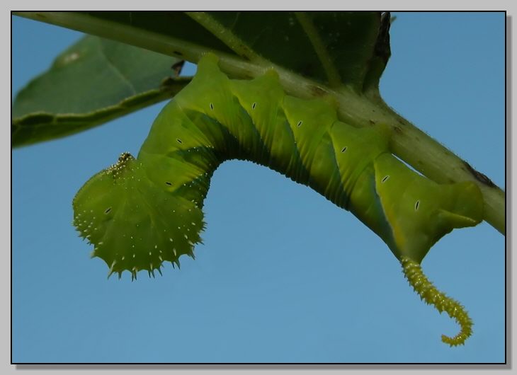 Grossi bruchi settembrini