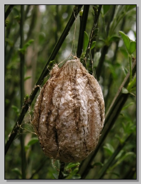 Ooteca di ragno Argiope bruennichi