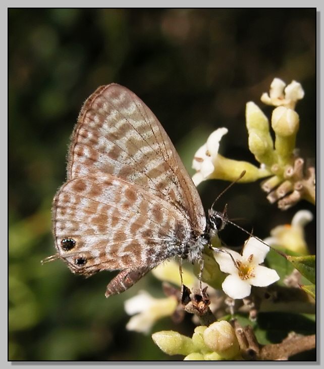 Leptotes pirithous