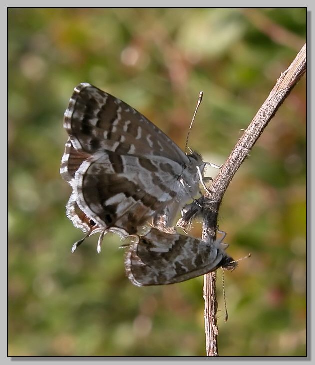 Cacy e Cacy (Cacyreus marshalli)