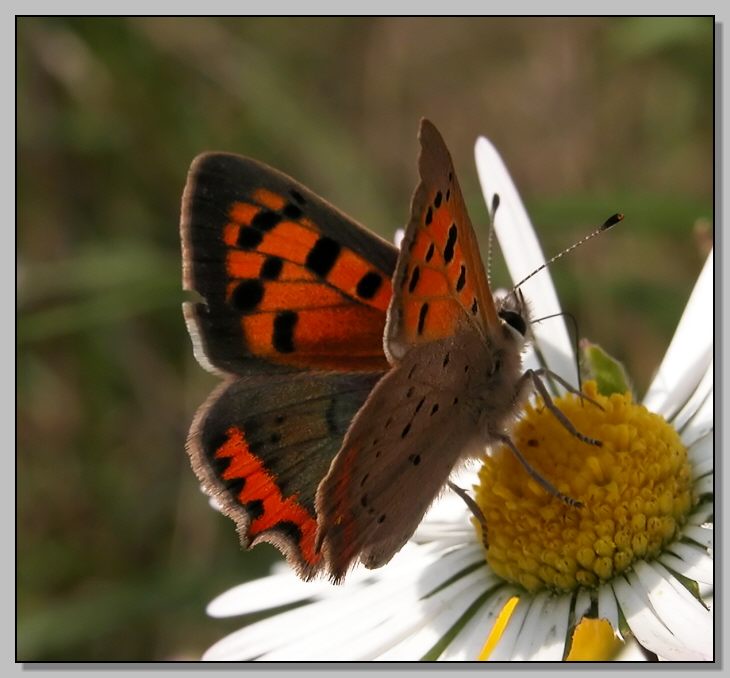 Un incontro grazioso - Lycaena phlaeas