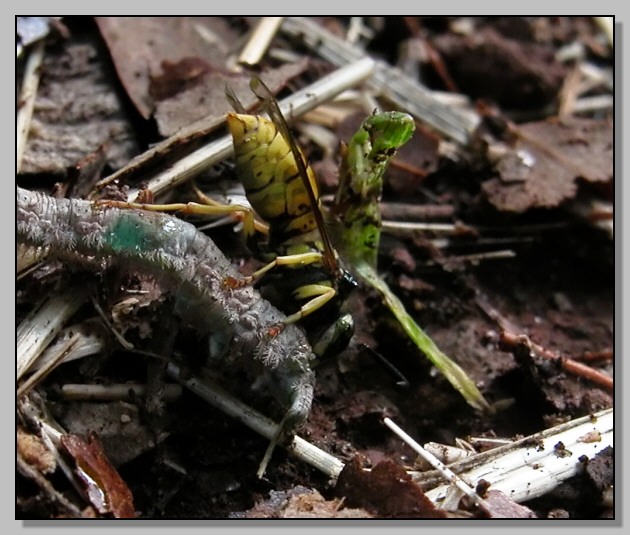 Tettigoniidae: Yersinella raimondii