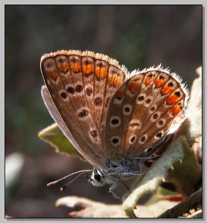 Polyommatus icarus e Mantis religiosa