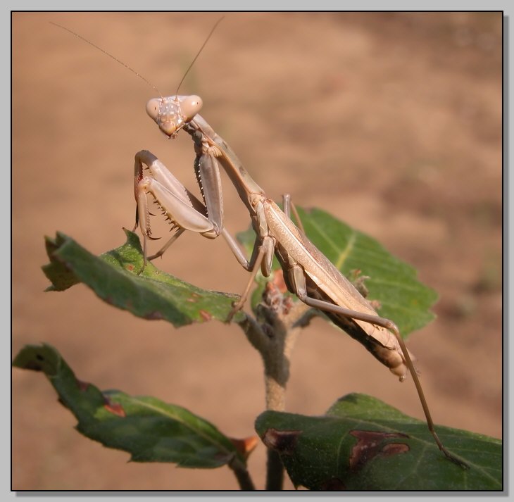 Polyommatus icarus e Mantis religiosa