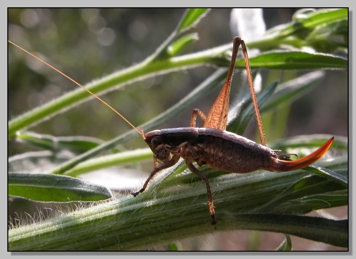 Tettigoniidae: Yersinella raimondii
