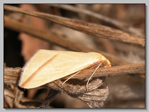 Rhodometra sacraria and Dysauxes famula