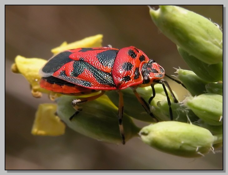 Pentatomidae: Eurydema ornata del Lazio