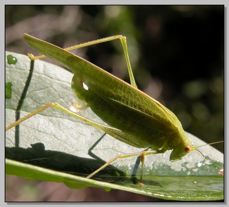 Phaneroptera falcata e bruco ignoto