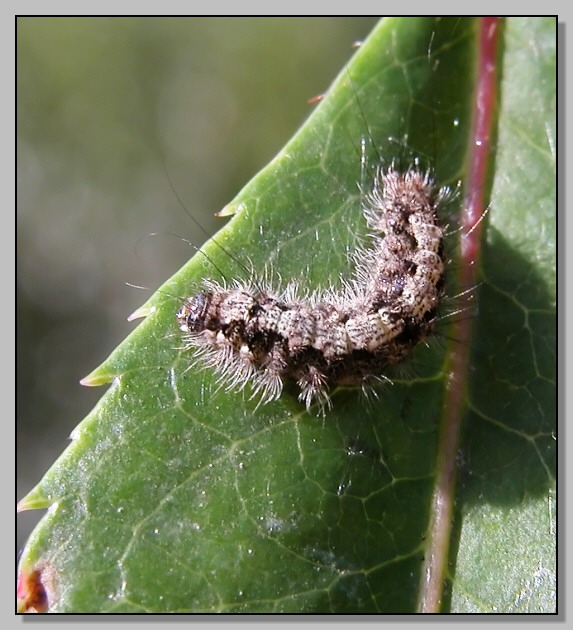 Phaneroptera falcata e bruco ignoto